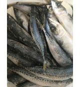Makrela celá mletá  0,5 kg (PRG)