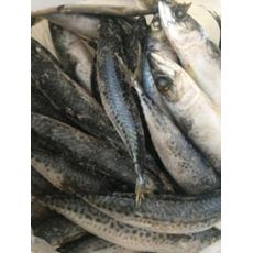 Makrela celá mletá  0,5 kg (PRG)